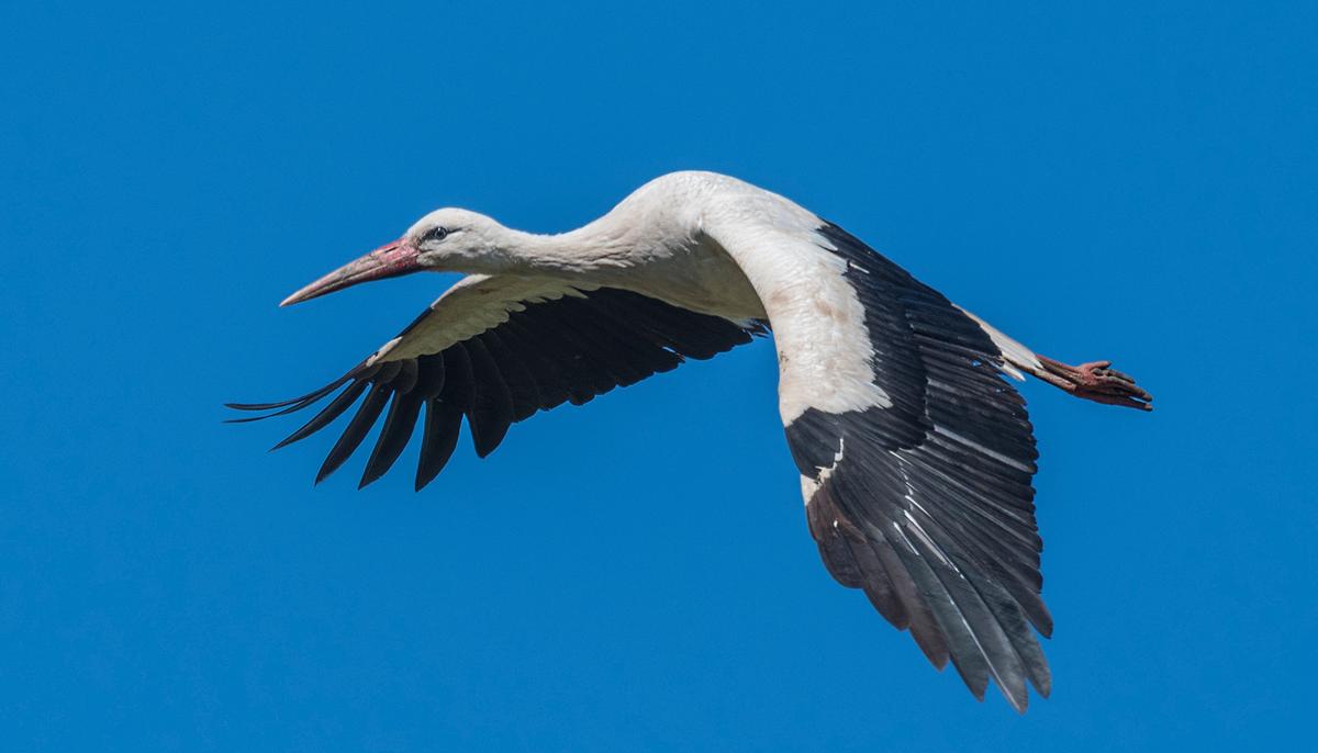Stork Flies 8,000 Miles Every Year to Reunite With His Wounded Soul Mate
