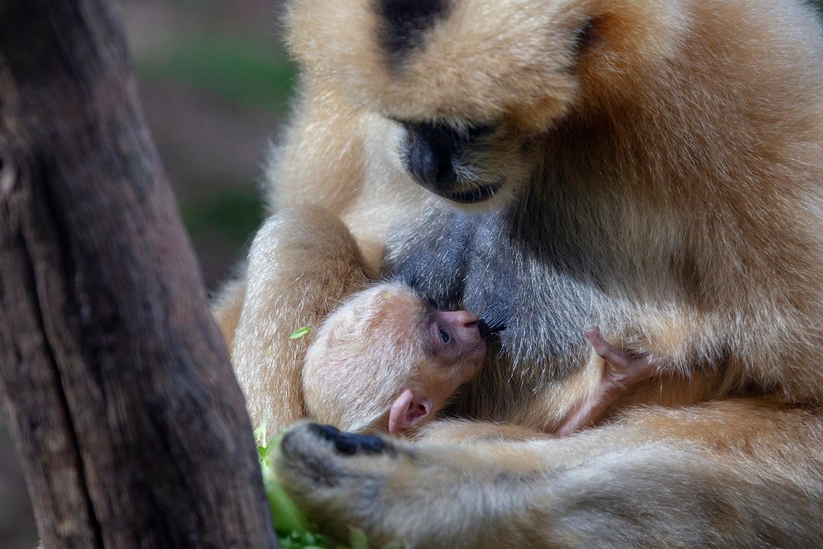 Extremely Rare Gibbon Born at Perth Zoo in Australia