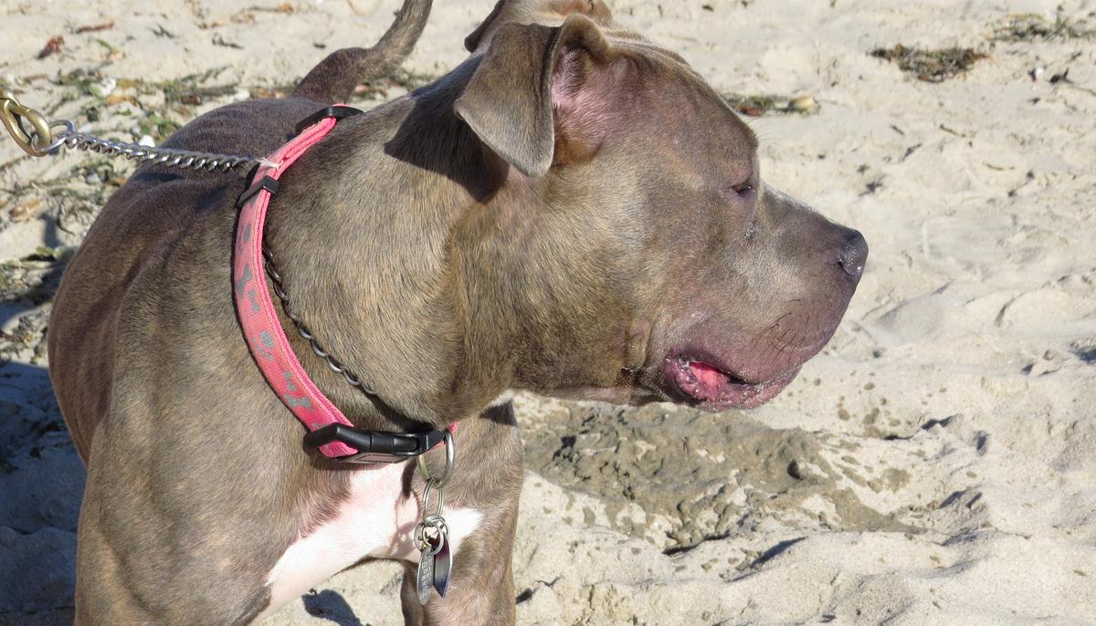 Dogs Bark Viciously to Alert Grandma of Danger Just Inches From Grandkids
