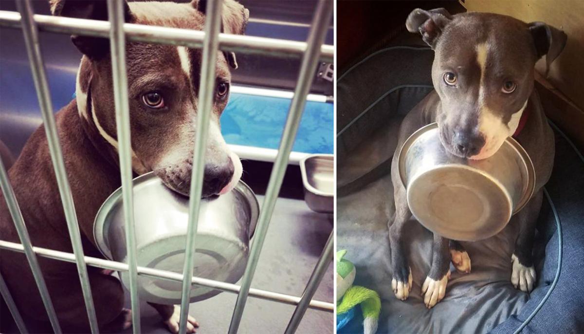 Shelter Dog Madly in Love With His Food Bowl Refuses to Be Adopted Without It