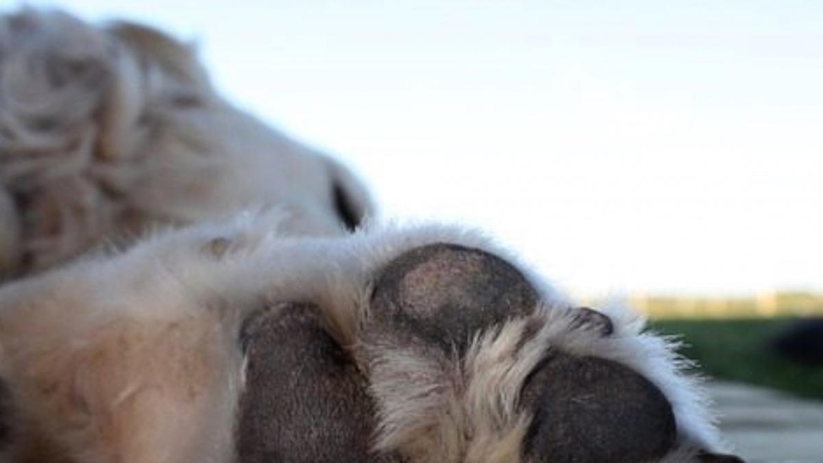 Dog Owner Pleads Guilty After Shooting Pet Pit Bulls, Killing 1