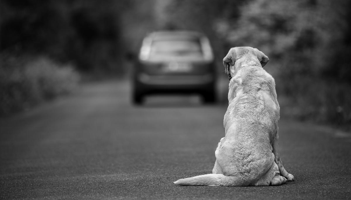 Dog Tossed Out of Car by Owner at Illegal Dumping Site Gets a Life-Changing Surprise