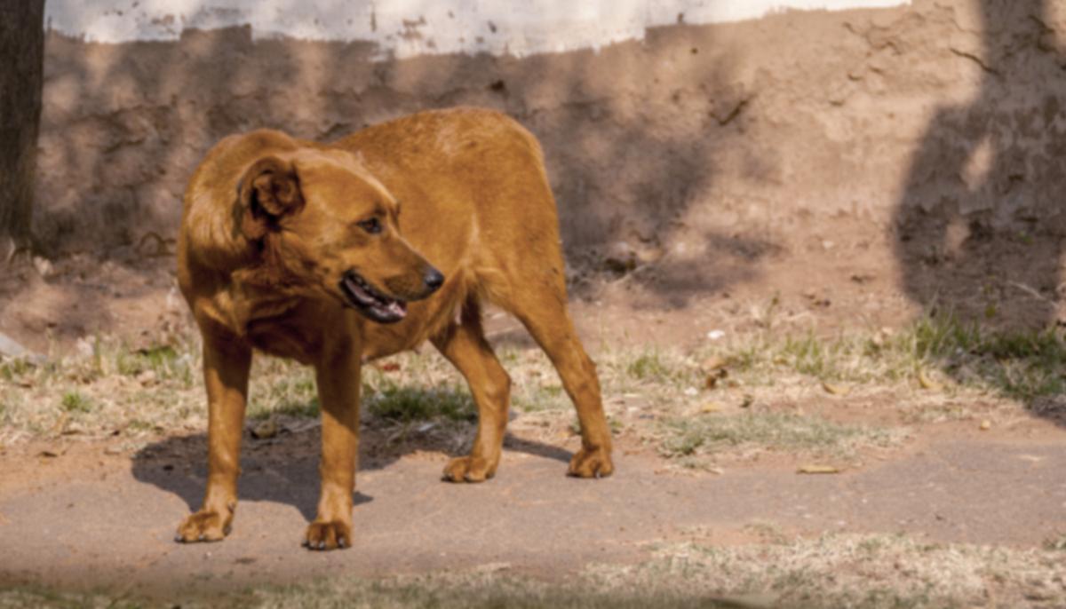 Rescuers Find Abandoned Pregnant Dog and Discover Something Heart-Wrenching