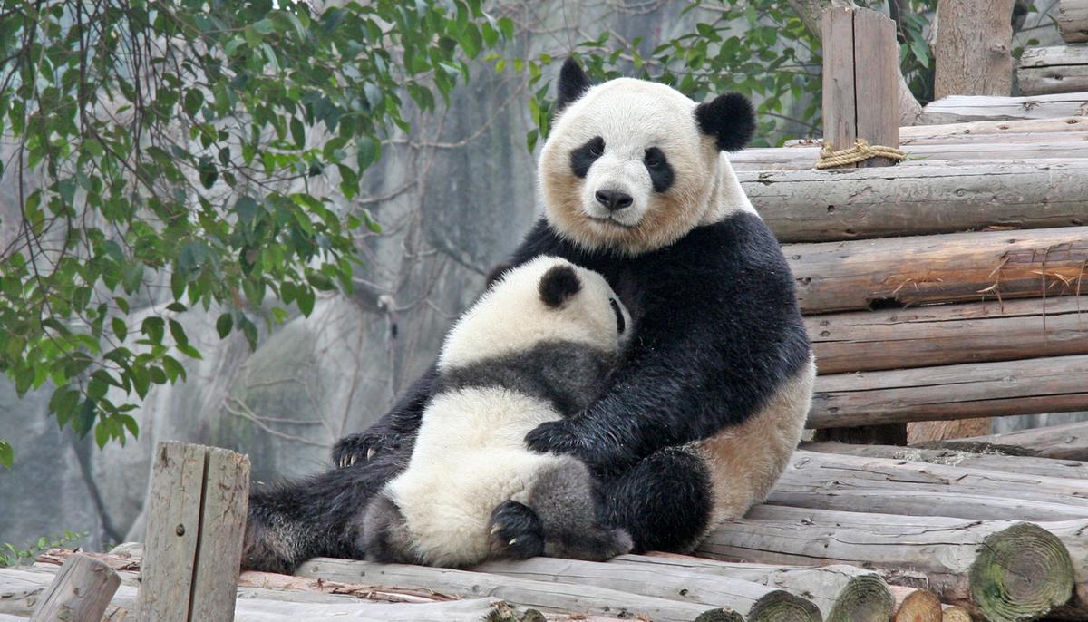 Miracle Panda Cub at Belgian Zoo Remains a Celebrity 3 Years After Birth