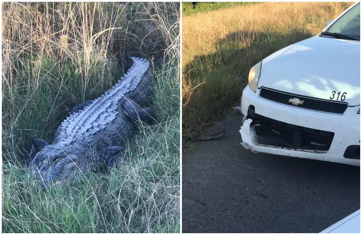 8-Foot-Long Gator Takes a Bite out of Patrol Car Before Escaping