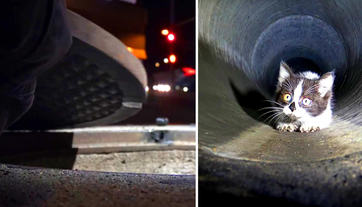 Kitten Trapped in Sewers Leads Rescuers on a Desperate Chase Under the Streets of Los Angeles