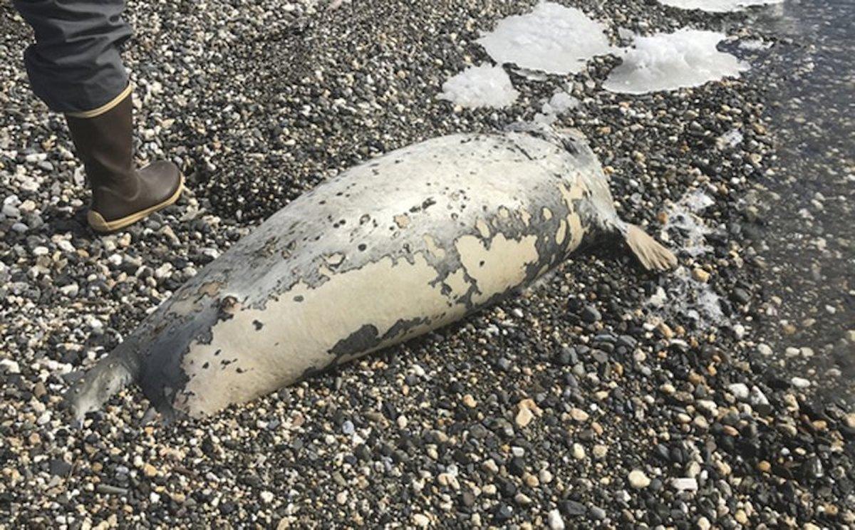 At Least 60 Ice Seals Found Dead Along West Alaska Coast