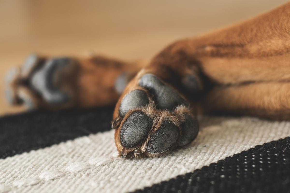 Vet Shares Photo of Burned Paws With a Warning to Dog Owners on Hot Pavements