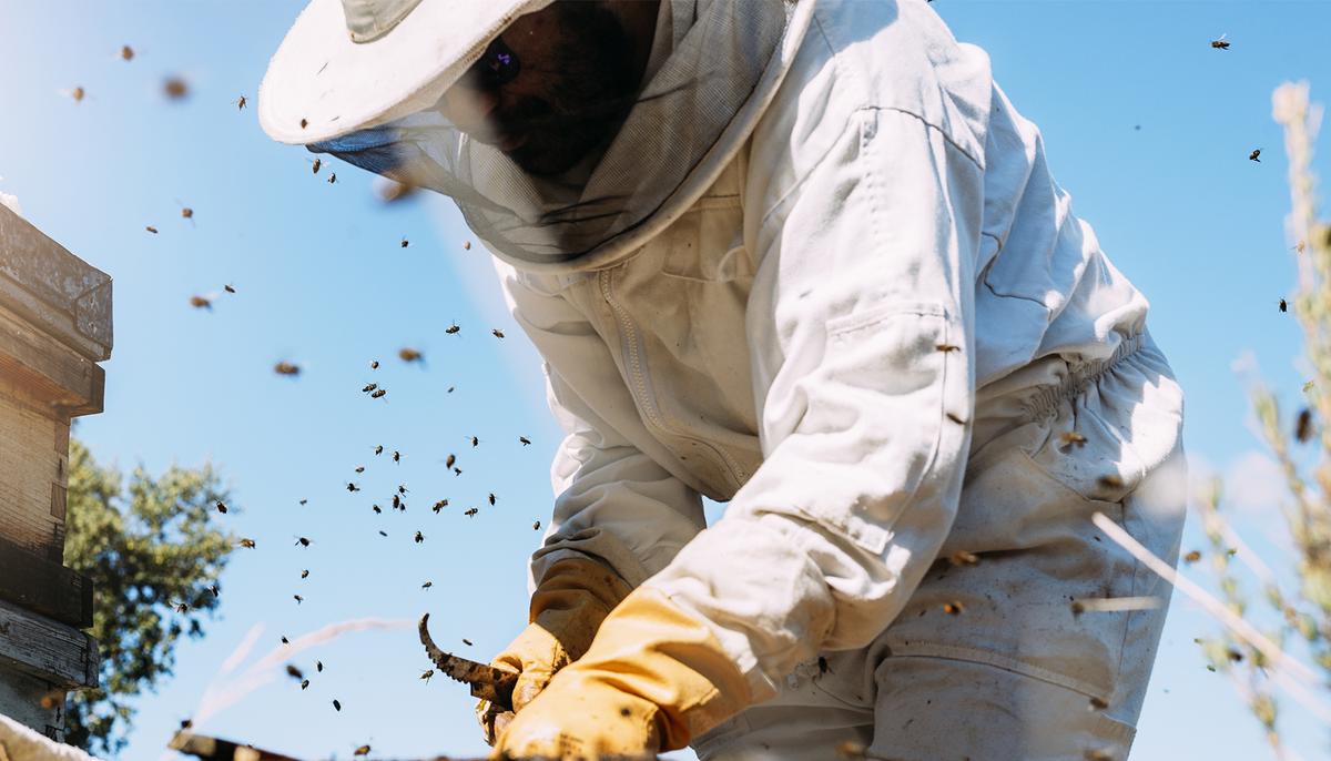 Bee Whisperer Spends 5 Hours to Remove Giant Honeycomb Hidden Behind Brick Wall