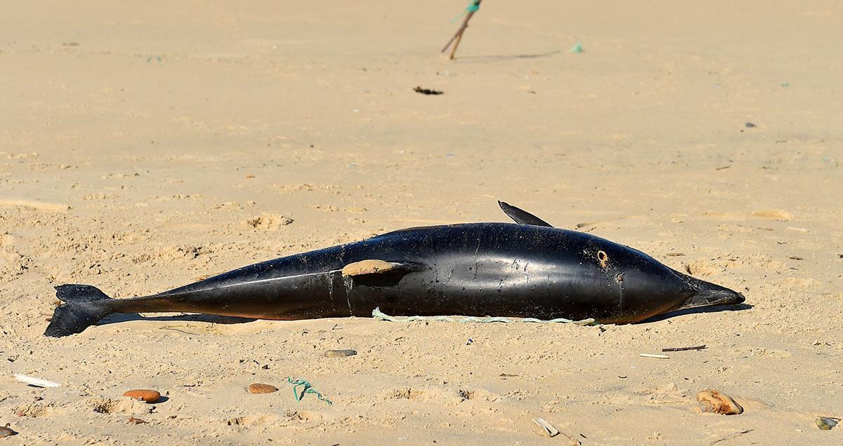 Number of Dolphin Deaths in Gulf Coast Triples in 2019