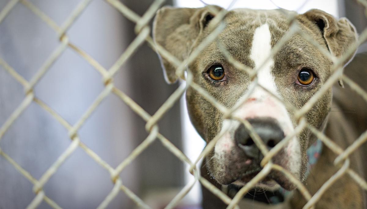 Rescuers Save the Abandoned Scared Pit Bull Using Cheeseburgers As Bait
