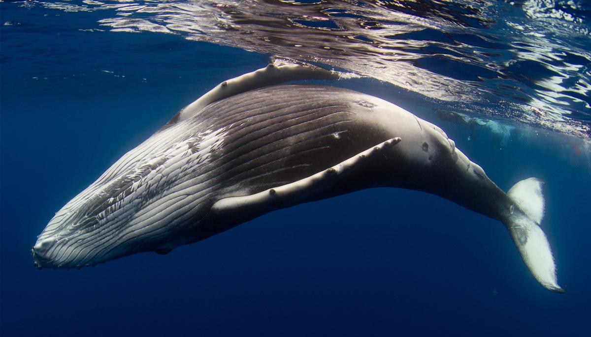 Tourists See Humpback Whale Sneak Right Next to Their Boat, Its Next Act Is Chilling