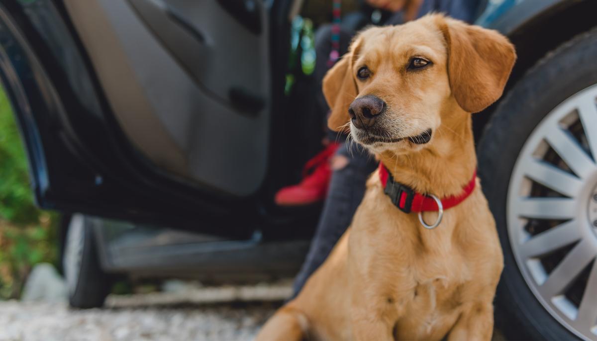 Starving Dog Found With Mouth Taped Shut Is Now Sheriff’s Brave Deputy ‘Chance’