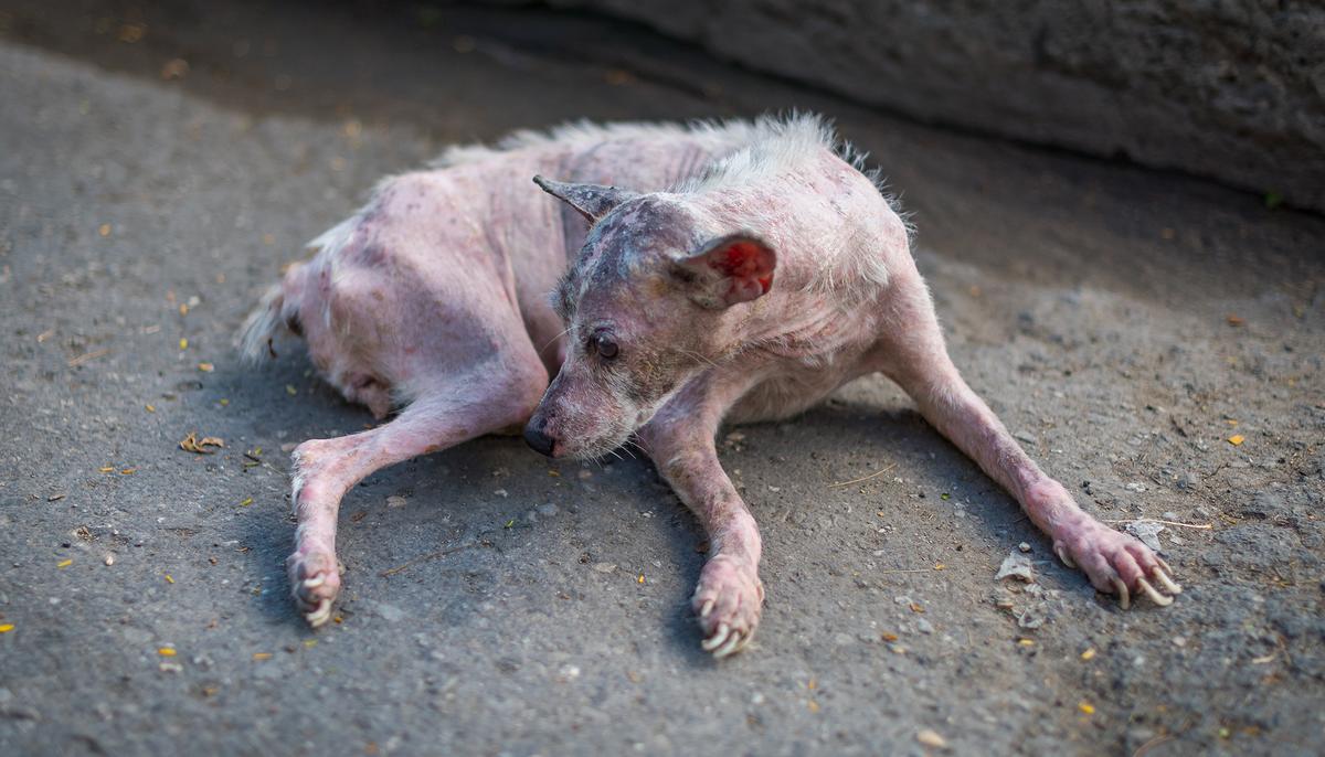 Starved Dying Dog Is Ignored by All, but a Lady Shows Up and His Fate’s Changed