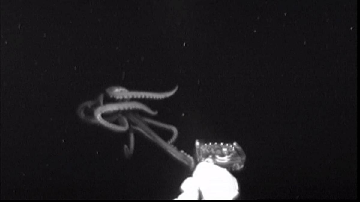 Giant Squid Captured on Camera for the First Time in the US