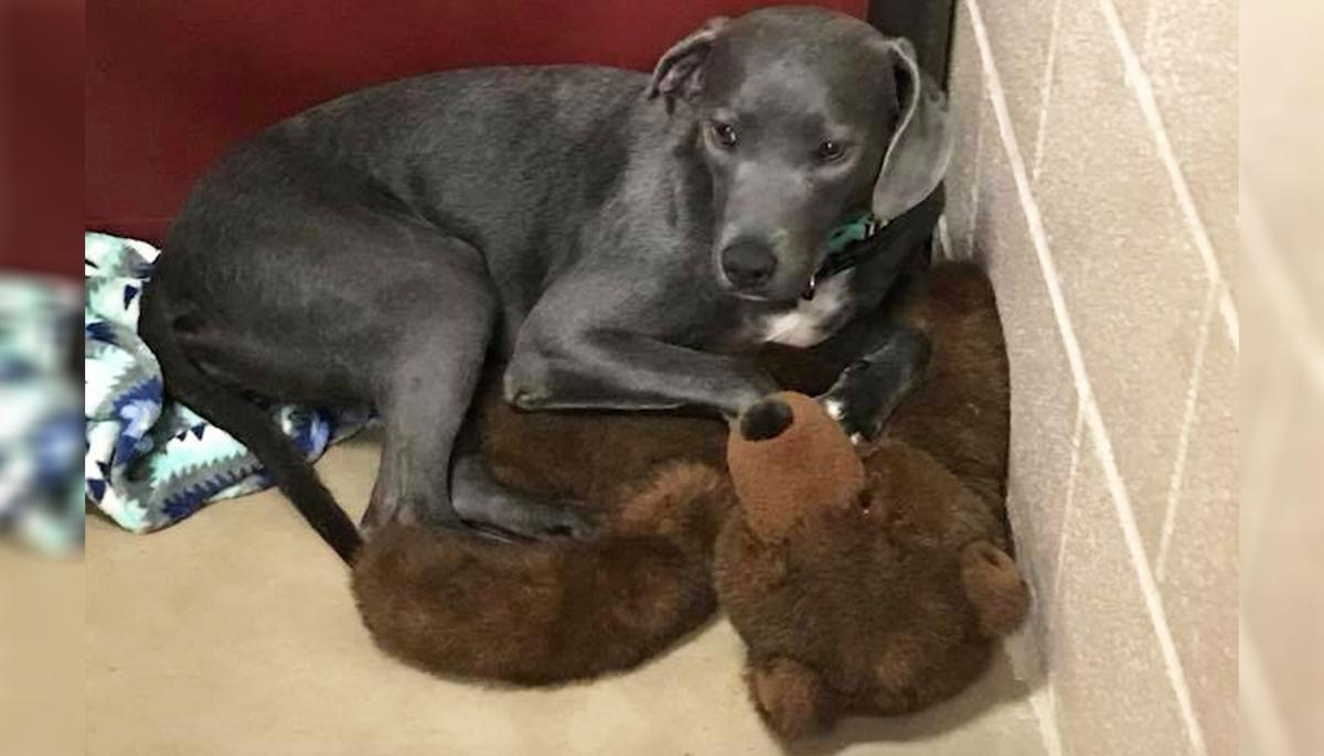 Heartbroken Puppy Clings to Giant Teddy Bear When Family Abandons Her Within Few Months