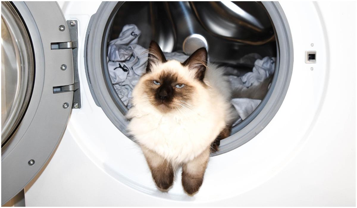 Cat Survives Wash, Rinse, and Spin in Family Washing Machine