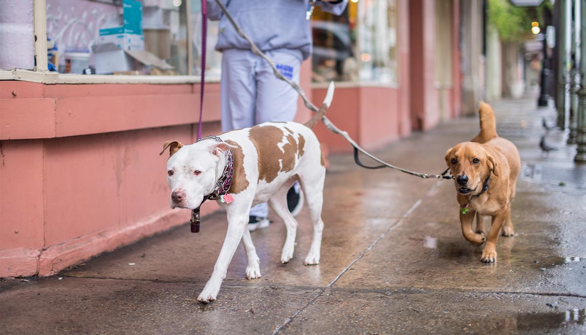 Nearly 600 Pit Bulls & Roosters Seized From Animal-Fighting Raid, Suspect in Custody