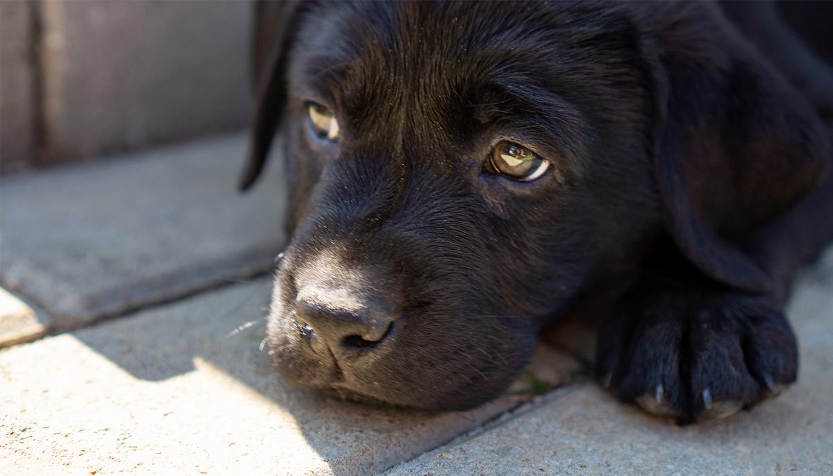 Woman Taped Dog’s Mouth Shut As a ‘Joke,’ but Judge Didn’t Think It Was Funny