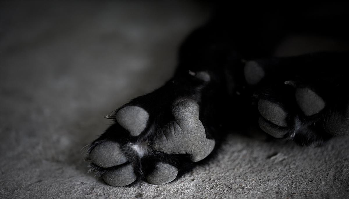 Dog Left to Die on Doorstep With Puppy, Then Vets Find Something Odd in Her Stomach