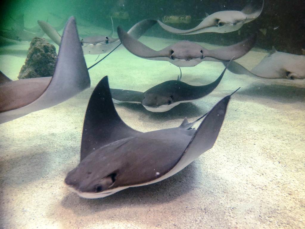 Animal Rights Activists Want Winnipeg Zoo to Shut Down Stingray Exhibit