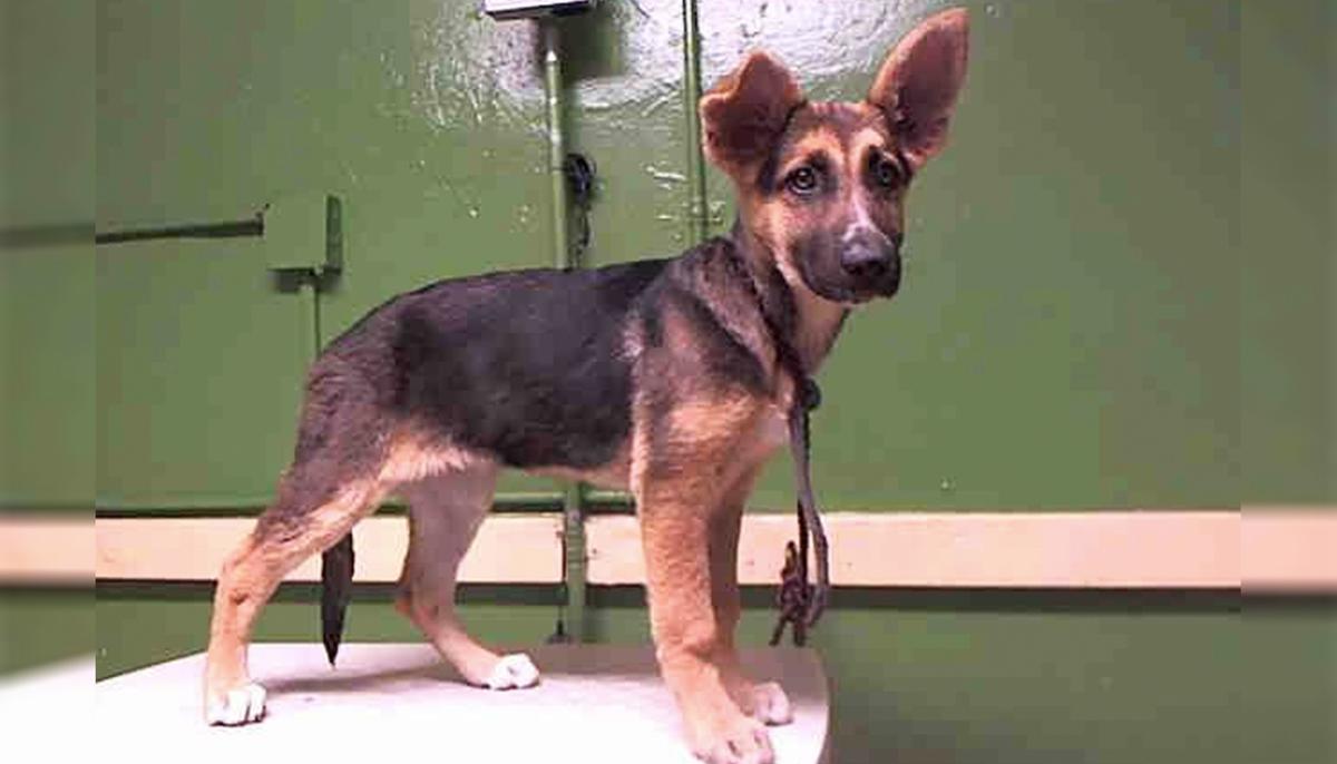 3-Month-Old Abandoned Pup Cries As Family Walks Away After Dumping Her at Kill Shelter