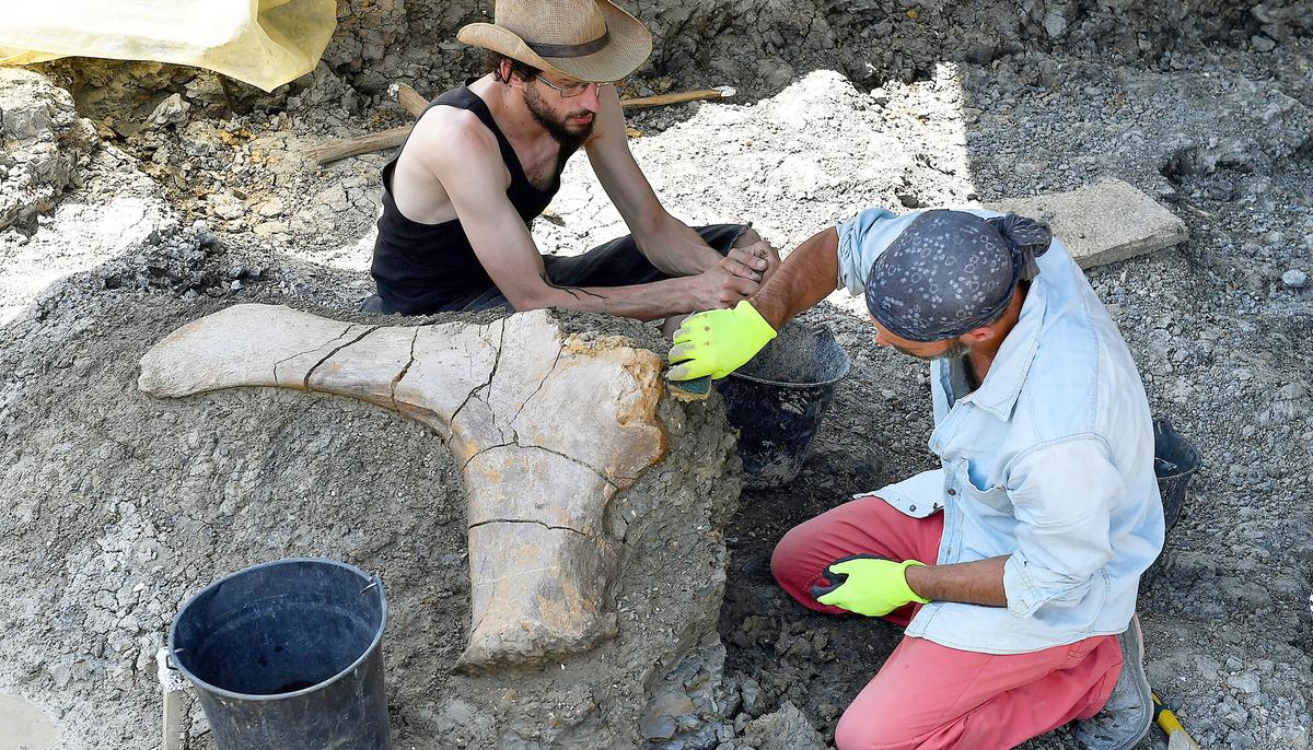 California College Student Unearths 65-Million-Year-Old Dino Skull–Here’s What Species it Was