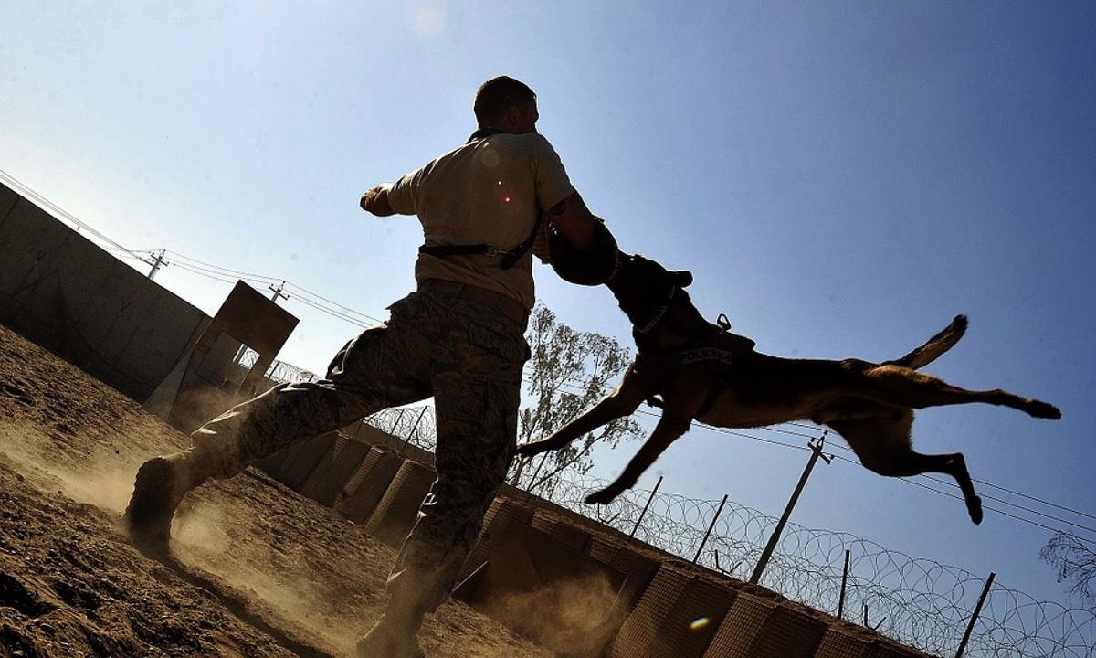 Man Killed by a Pack of Dogs Who Bite Him More Than 100 Times