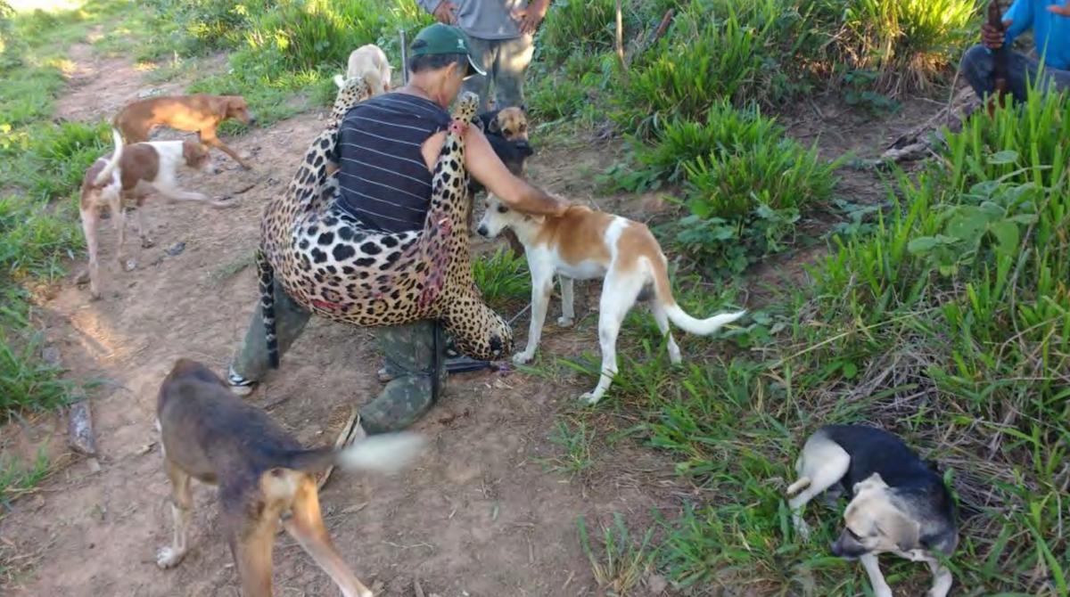 Dentist Accused of Killing Thousands of Protected Jaguars as Part of Poaching Gang