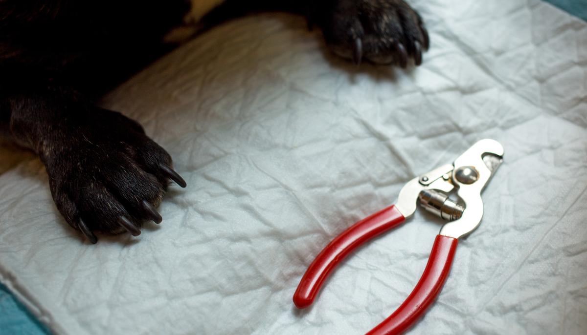 Dog Won’t Let Dad Cut His Nails, So He Comes Up With Genius Grooming Hack