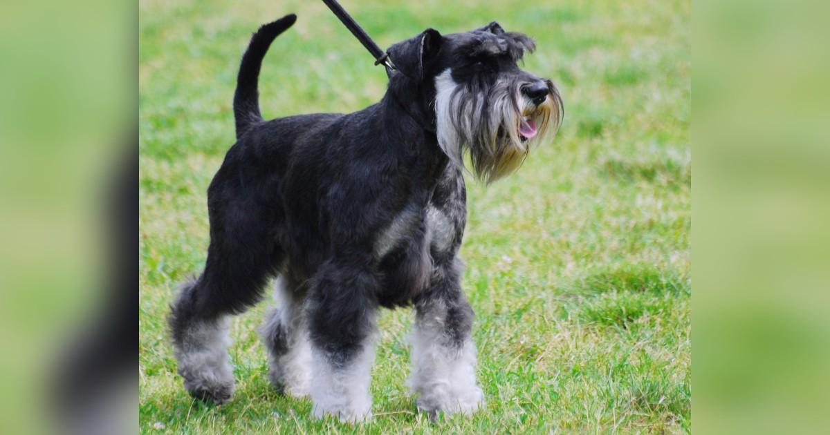 Small Dog Burned to Death at Connecticut Beach, Groups Offer Big Reward To Hunt Down Killer