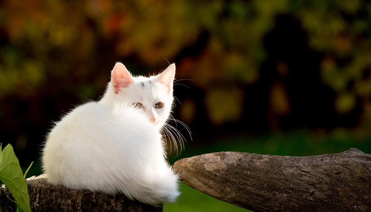 Neglected Cat Covered in 5 Pounds of Matted Fur Is Surprised With His Own New Look