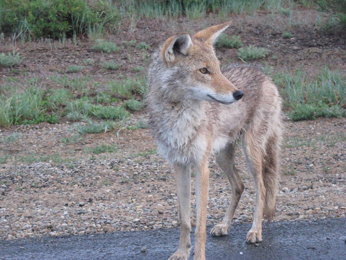 Coyote Attacks Girl in Huntington Beach
