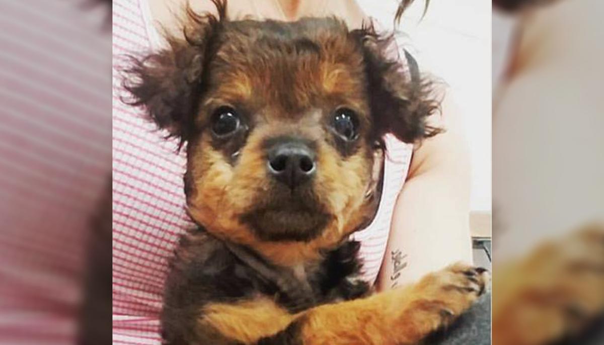 Family Abandons ‘Paralyzed’ Pup to Be Put Down. But Hours Later, the Vet Sees a Miracle
