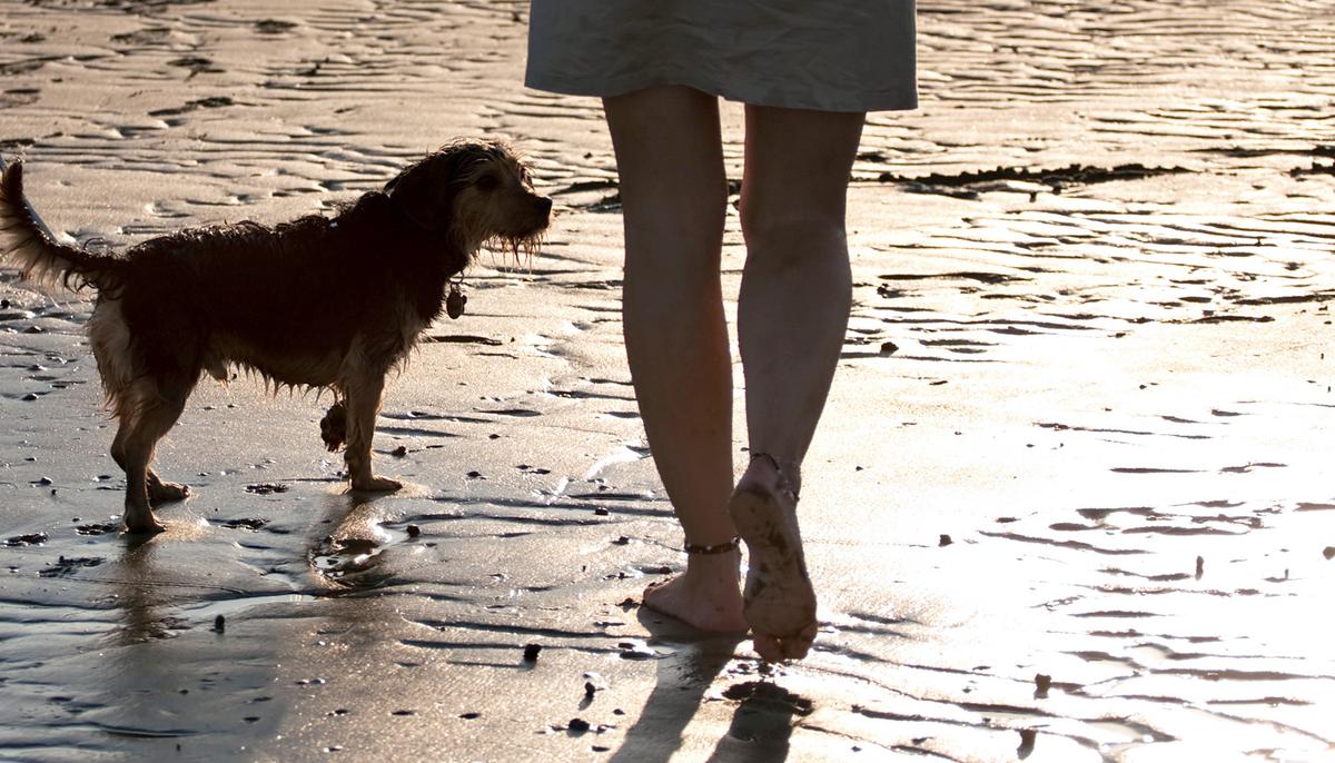 Woman Is Harassed by Men on Beach Until Stray Dog Saves Her From Attack