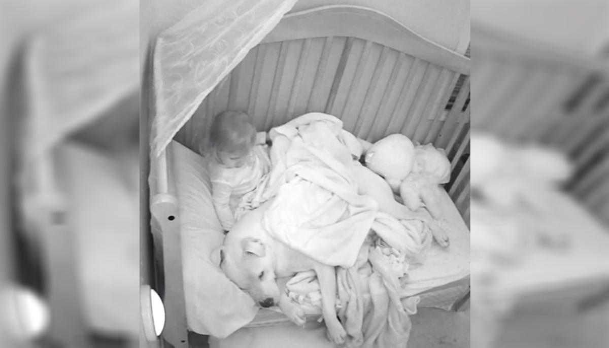 Dad Lets Scared Baby Sleep Next to 100lb Pit Bull, Nanny Cam Footage Goes Viral
