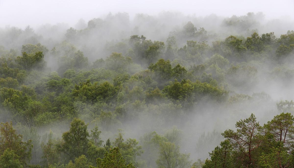 Zero-Deforestation Policy Makes Norway the First Nation to Refuse All Products of Rainforest Destruction