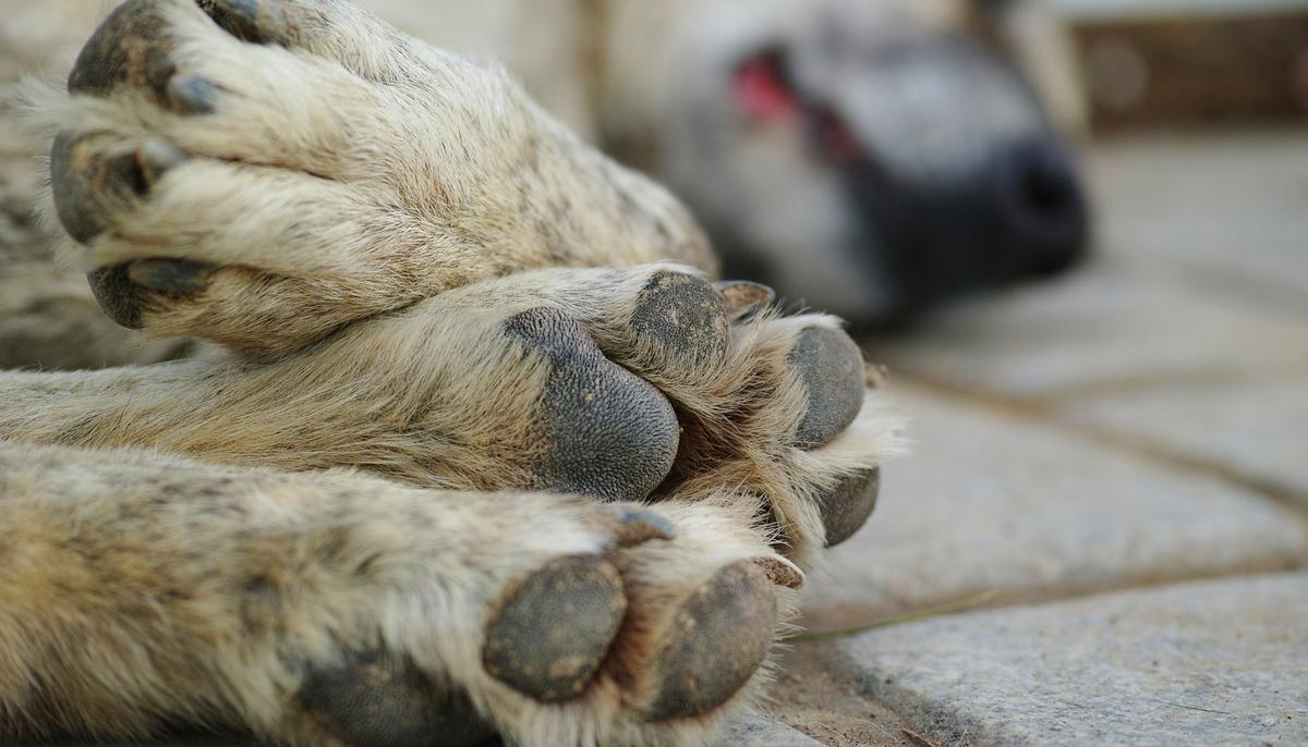 Loyal Dog Waits Day and Night for 18 Months at Owner’s Grave After He Died in Car Crash