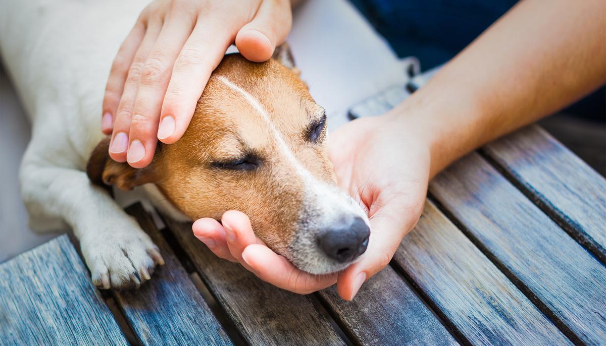 Hospice for Terminally Ill Dogs Showers Love, Steak & Ice Cream on Old Dogs in Their Last Days