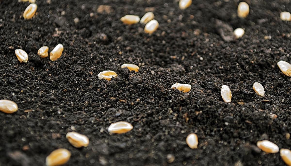 Thailand Deploys ‘Seed-bombing’ Military Planes to Plant Thousands of Trees in Devastated Landscape