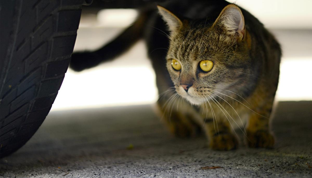 Feisty Feline Saves Boy From Bullies in Heroic Style