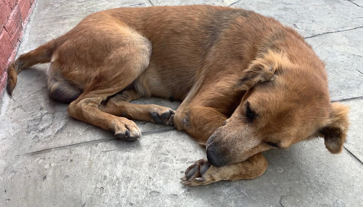 Sick Dog Lived on Street for 11 Years. When He Slept on a Lady’s Porch, His Life Changed