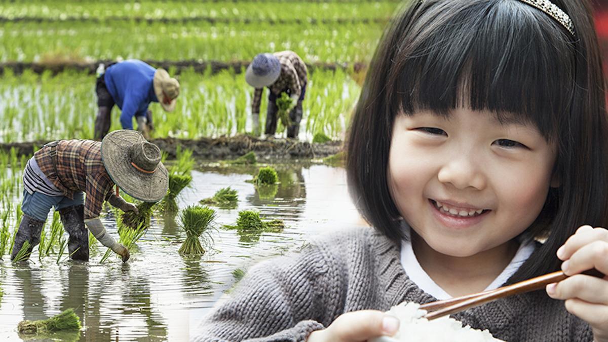 Words of Wisdom: ‘Talking’ Rice Grain Convinces Little Girl Not to Waste Food