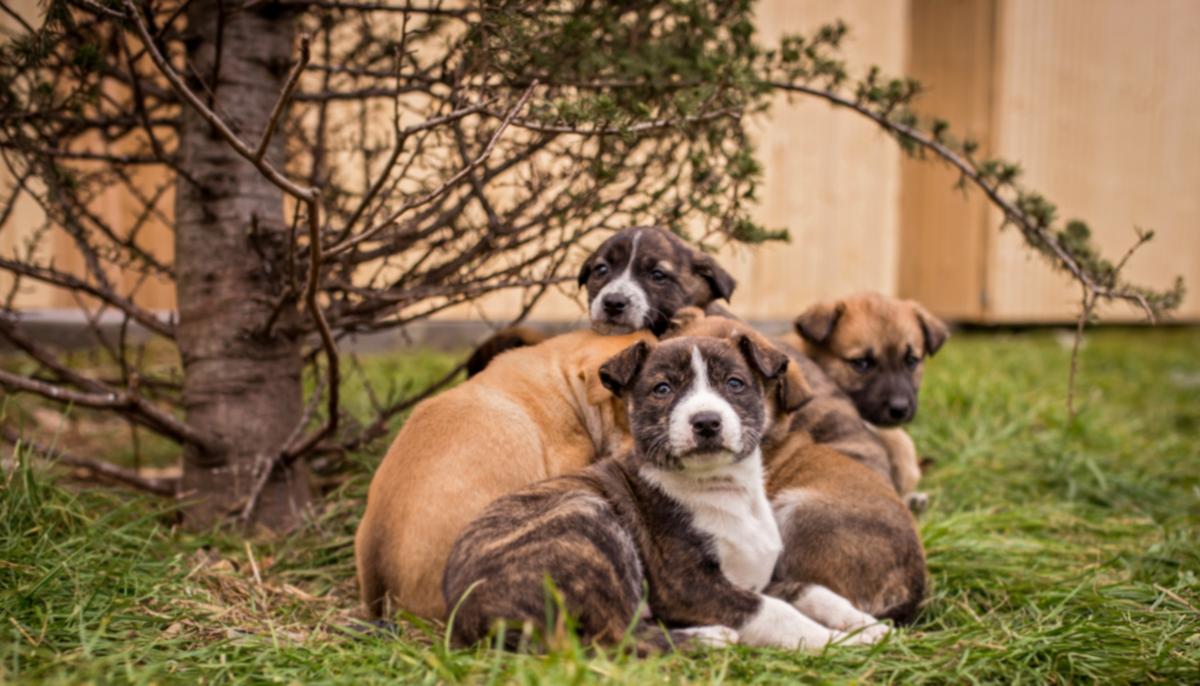 Good Samaritan Sees Driver Toss Garbage Bag Out Car Window, Calls Cops on Seeing What’s Inside