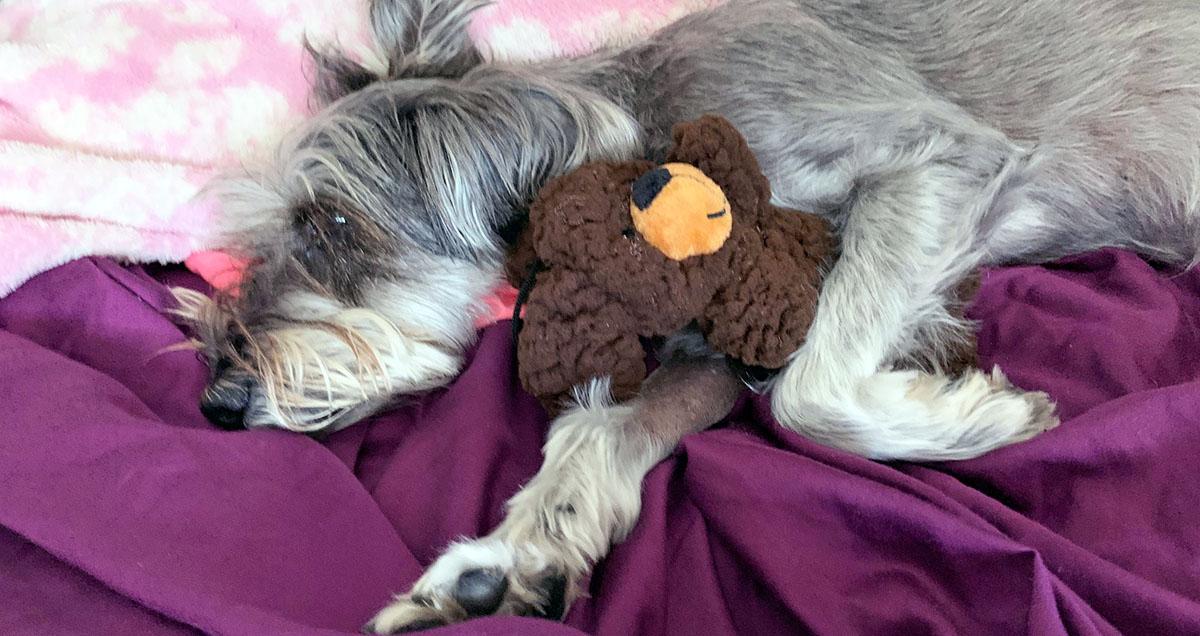 Homeless Man Charged With Animal Cruelty After Kicking Dog so Hard its Lung Collapsed