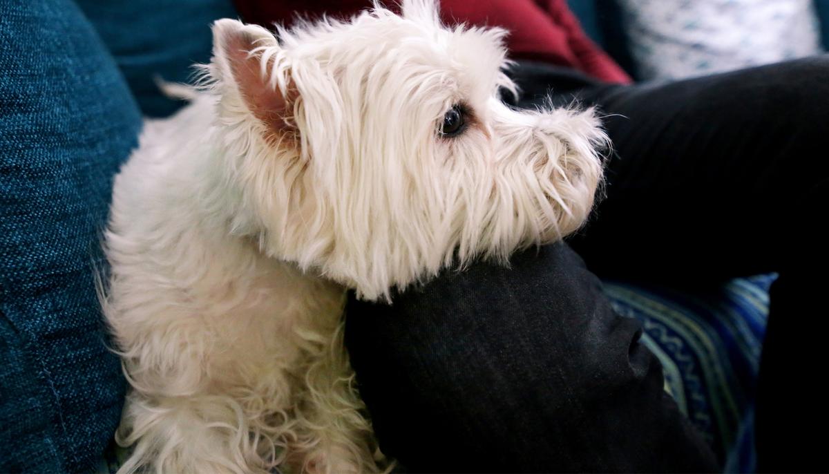 Border Collie Was So Diseased That He Couldn’t Be Pet–Until His Human Dad Adopted Him