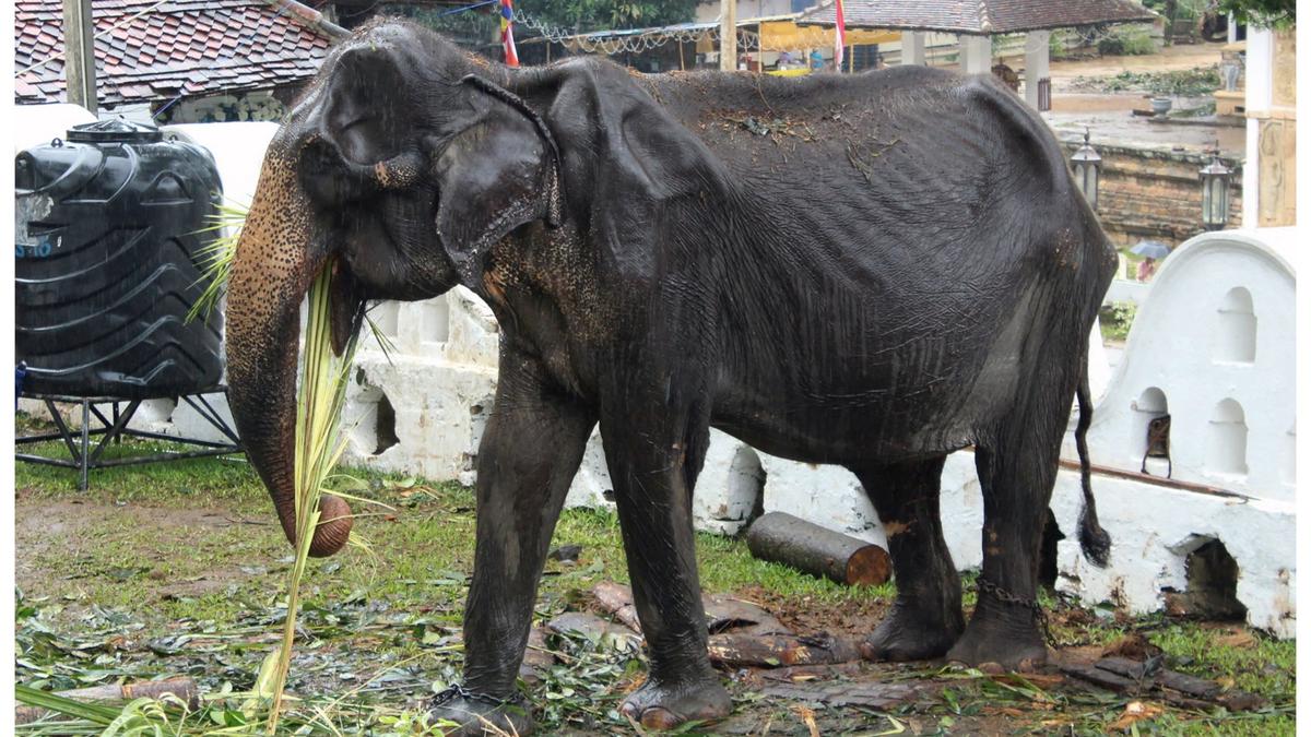 Heartbreaking Photographs Show Starving 70-Year-Old Elephant Forced to Perform in Sri Lankan Festival