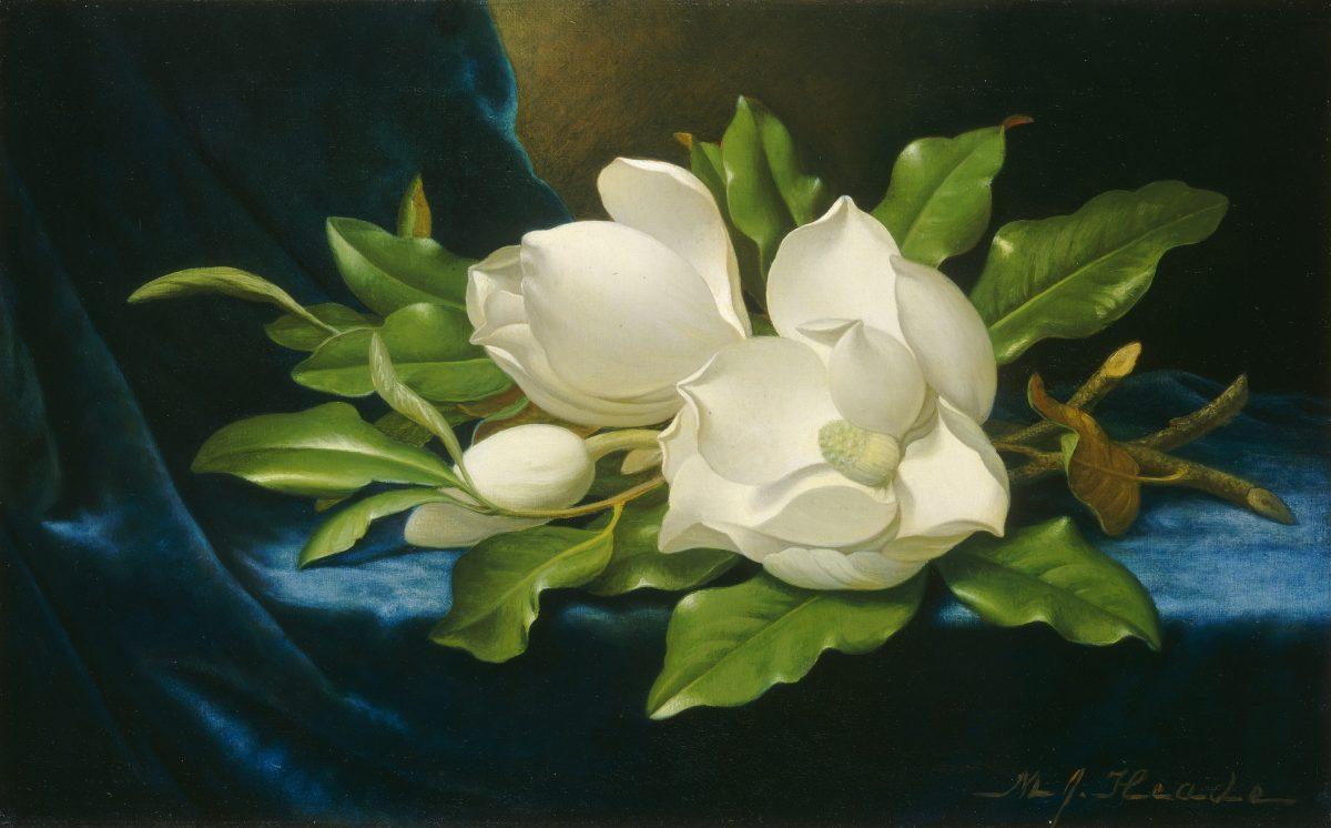 Giant magnolias on a blue velvet cloth, circa 1890, by Martin Johnson Heade. Oil on canvas. National Gallery of Art, Washington. (Public Domain)