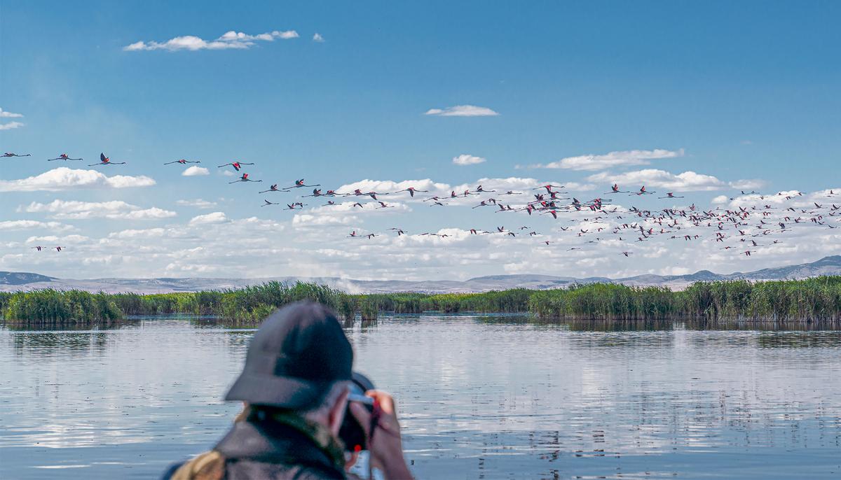 Stunning Photographs Show Starlings Forming a ‘Giant Bird’ to Ward Off Predator