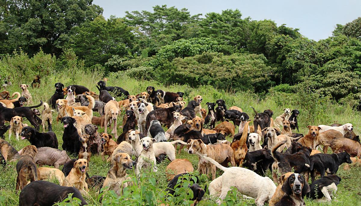 Vacationers Encounter Pack of Stray Dogs in Baja Mexico, and Decide to Give Them All a Home